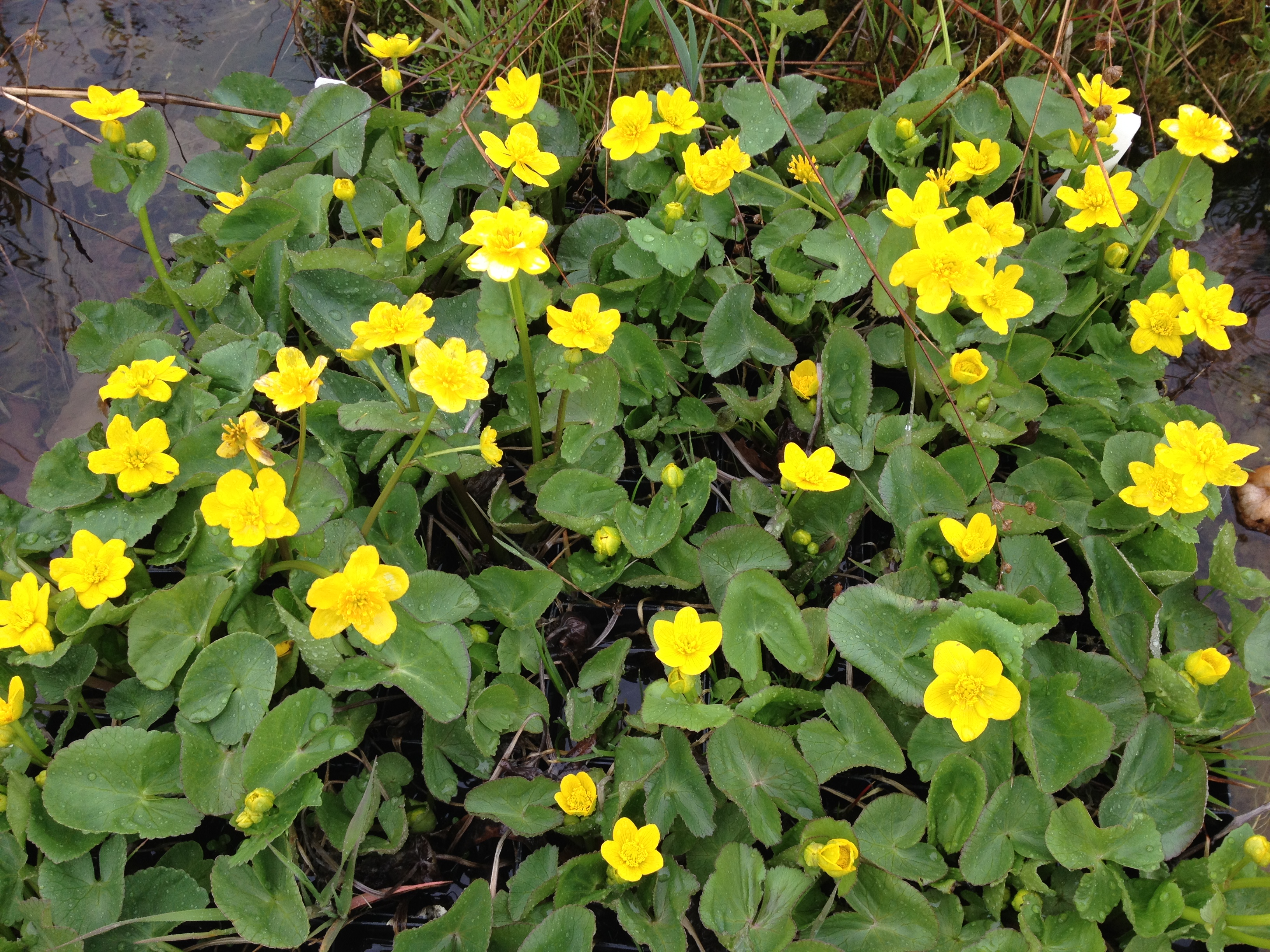 marsh-marigold.jpg